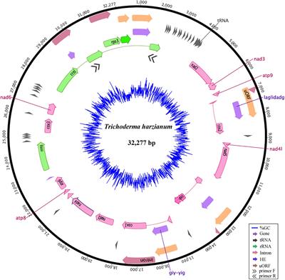 Exploring the Relationship Among Divergence Time and Coding and Non-coding Elements in the Shaping of Fungal Mitochondrial Genomes